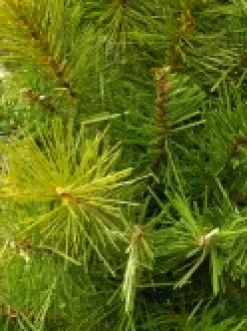 Online Christmas Warehouse Balsam Pine Table Top Christmas Tree With 104 Tips - 65Cm