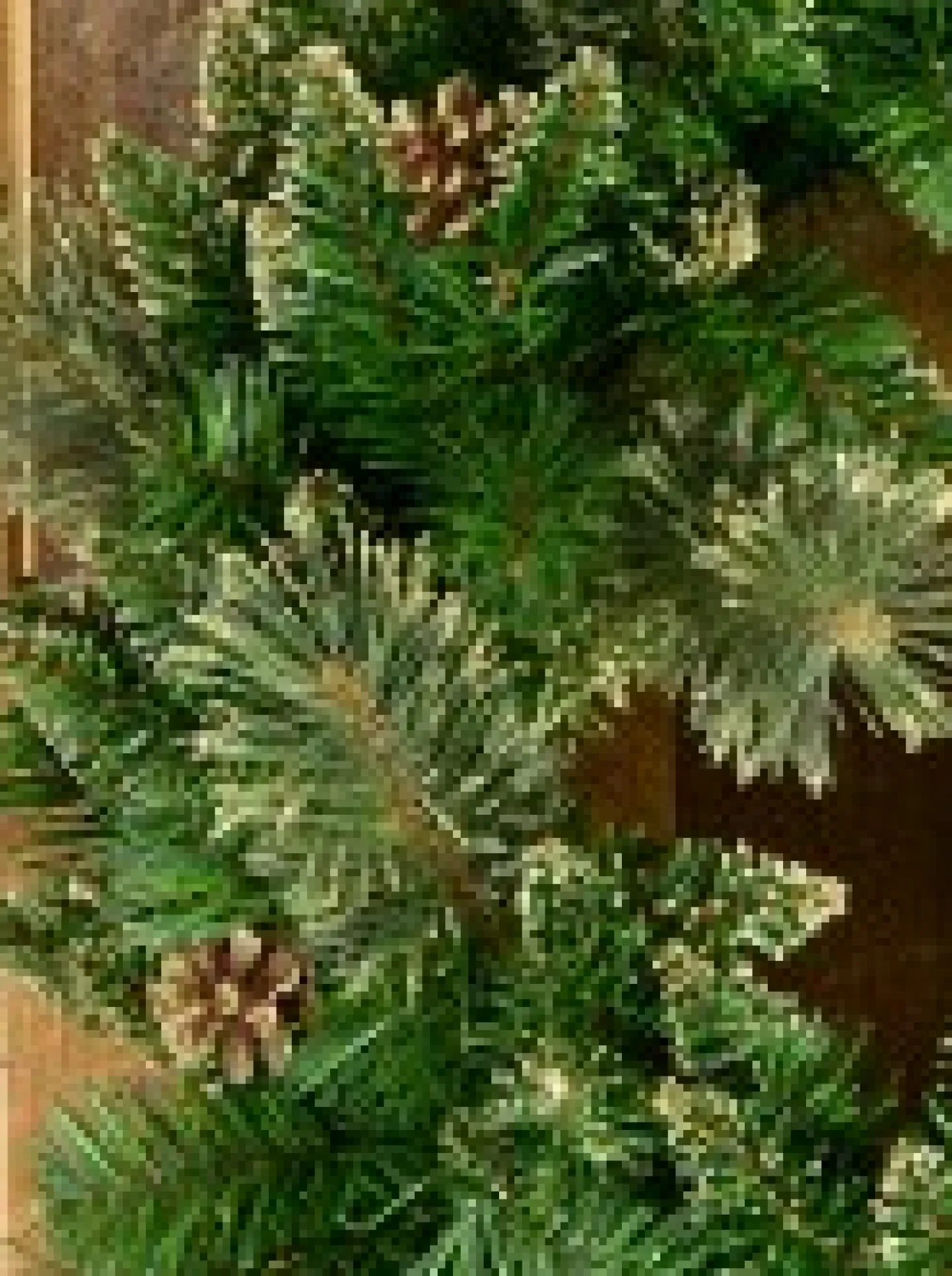 Discount Christmas Warehouse Balsam Pine Wreath With 132 Gold Glittered Tips & Pine Cones - 56Cm