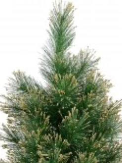 Best Christmas Warehouse Gold Glittered Needle Tip Pine Tabletop Christmas Tree With 96 Tips - 90Cm