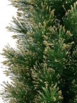 Best Christmas Warehouse Gold Glittered Needle Tip Pine Tabletop Christmas Tree With 96 Tips - 90Cm