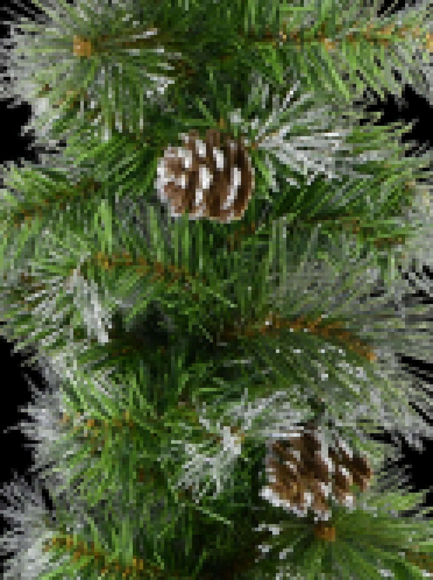 Best Christmas Warehouse Green Pine Needle Garland With Pine Cones & 180 Silver Glitter Tips - 2.7M