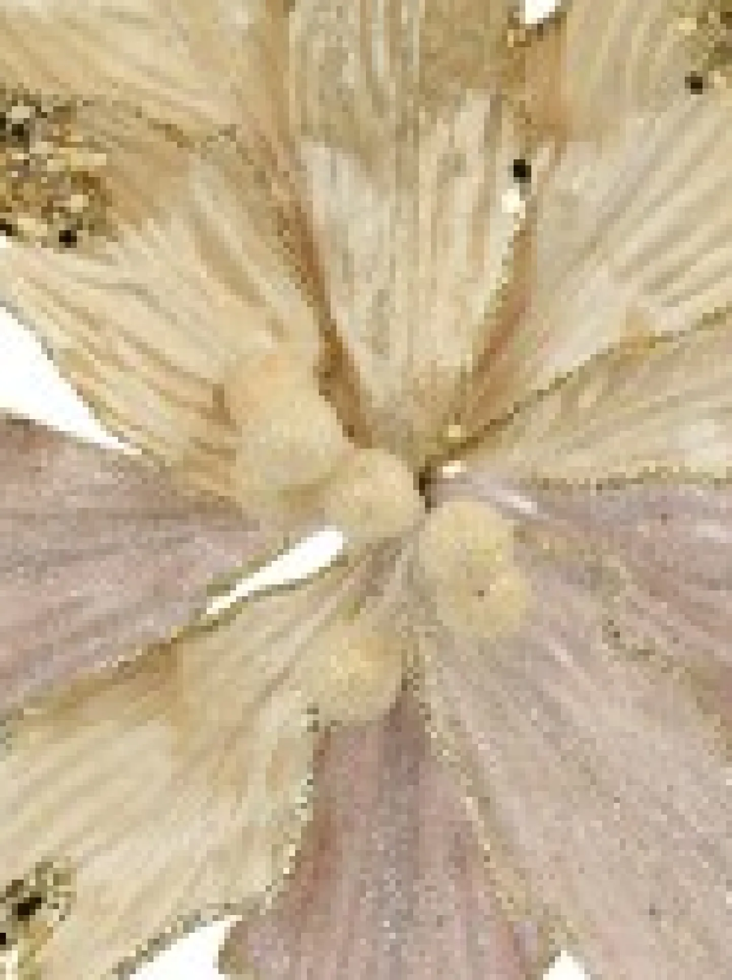 Shop Christmas Warehouse Ivory Velour Sequin & Dew Petals Decorative Christmas Flower Pick - 25Cm