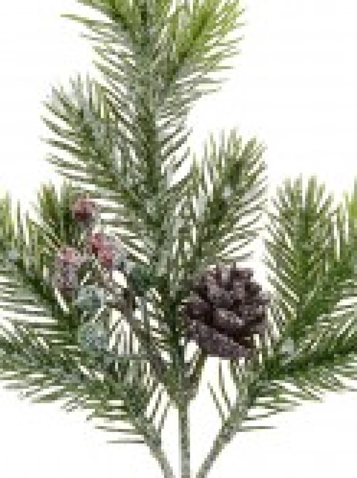Shop Christmas Warehouse Pine Cone & Berry Frosted Natural Look Pine Christmas Spray - 32Cm