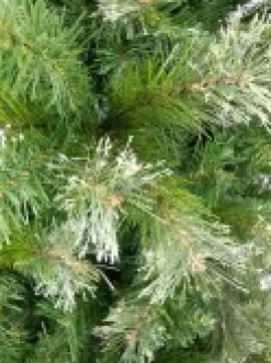 New Christmas Warehouse Rocky Mountain Fir Traditional Christmas Tree With 1694 Tips - 2.3M