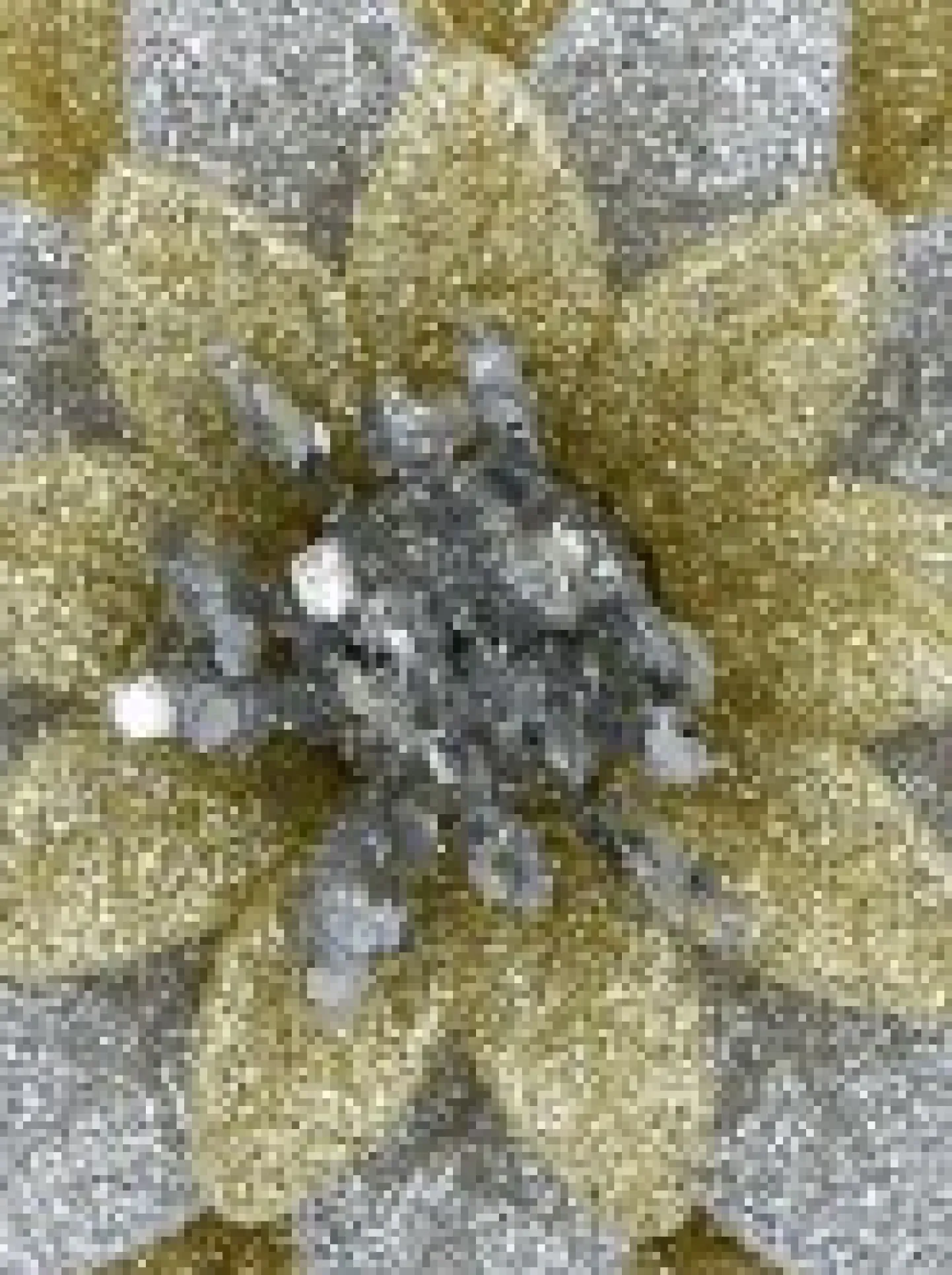 Hot Christmas Warehouse Silver & Gold Glittered Lotus Flower Christmas Tree Hanging Decoration - 11Cm