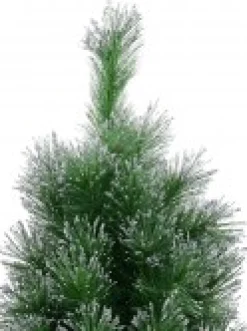Shop Christmas Warehouse Silver Glittered Needle Tip Pine Tabletop Christmas Tree With 96 Tips - 90Cm