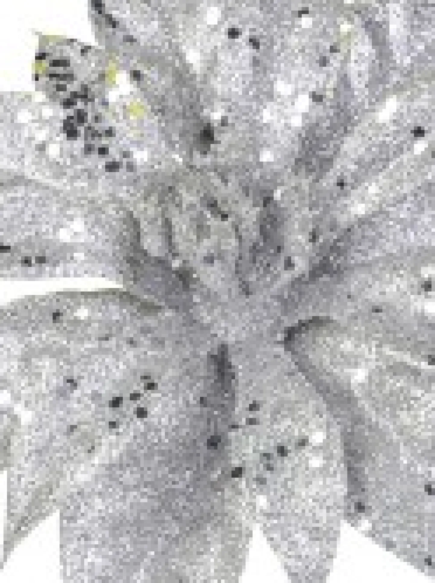 Shop Christmas Warehouse Silver Glittered Poinsettia Decorative Christmas Flower Pick - 19Cm