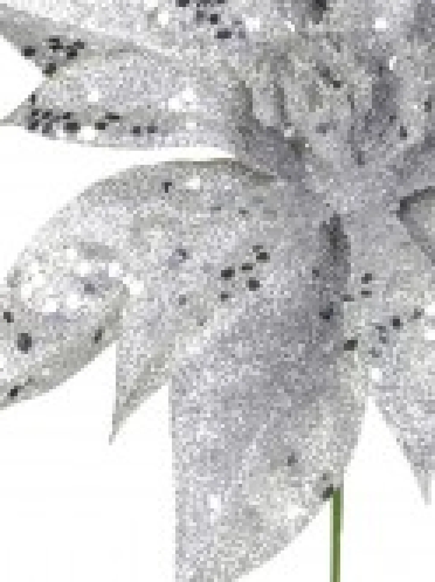 Shop Christmas Warehouse Silver Glittered Poinsettia Decorative Christmas Flower Pick - 19Cm