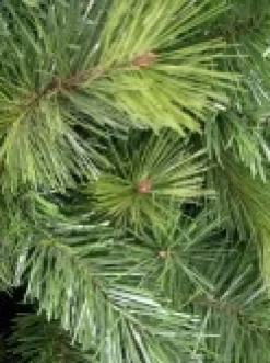 Outlet Christmas Warehouse Slimline Pine Traditional Christmas Tree With 502 Tips - 1.8M