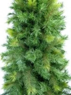 Cheap Christmas Warehouse Slimline Pine Traditional Christmas Tree With 826 Tips - 2.3M
