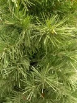 Store Christmas Warehouse Valley Pine Traditional Christmas Tree With 154 Tips - 1.2M