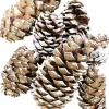 Outlet Christmas Warehouse White Frosted Tip Christmas Natural Pine Cone Decorations - 300G