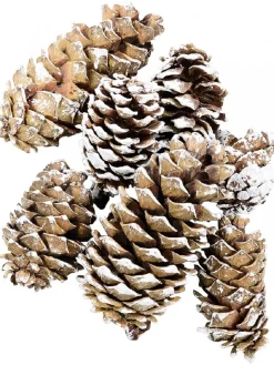 Outlet Christmas Warehouse White Frosted Tip Christmas Natural Pine Cone Decorations - 300G